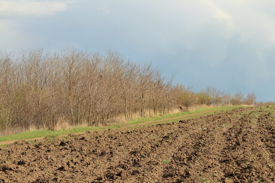 A dirt road with trees on the side