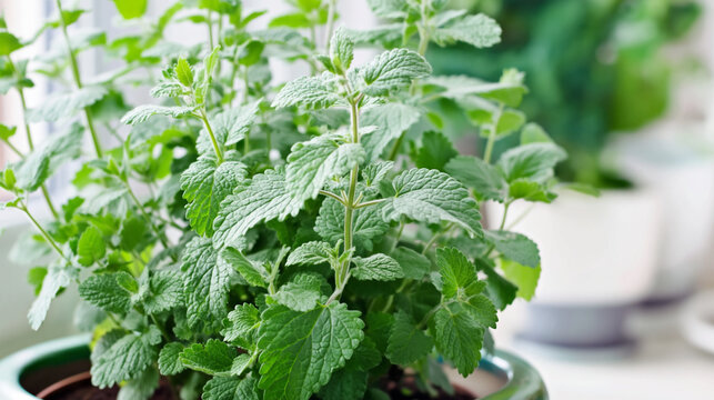 Vibrant Indoor Lemon Balm Plant: Aromatic Potted Herb for Home Gardening and Culinary Wellness