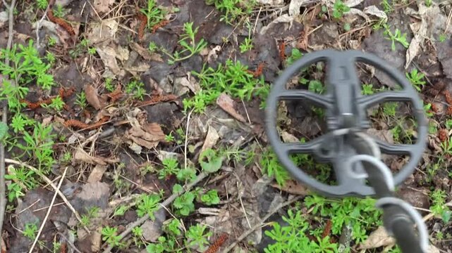 Metal detector scans ground covered with green plants and brown leaves, revealing the search for hidden objects in a natural outdoor setting