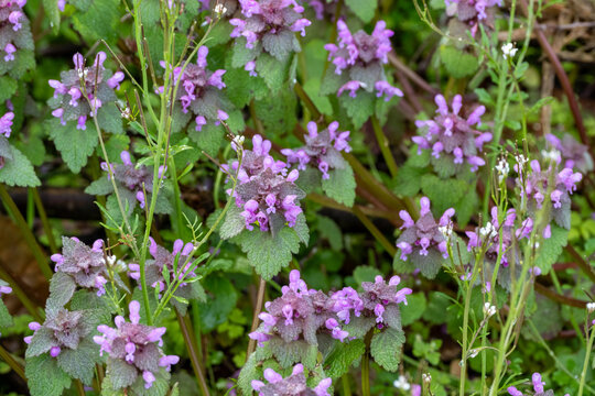 Purple deadnettle blooming in green field outdoors
