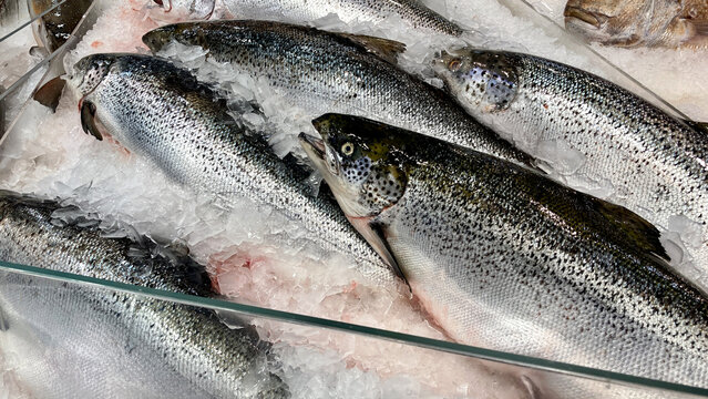 Fresh Whole Atlantic Salmon on Crushed Ice Bed in Seafood Market Display