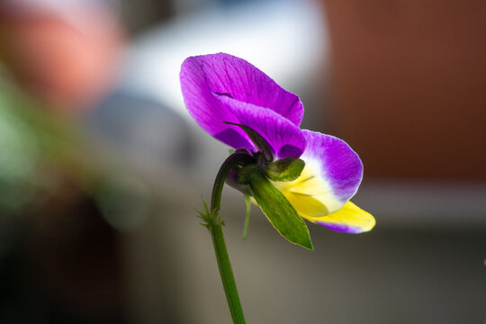 Profil d'une fleur de pens&eacute;e violette et jaune sur fond flou.
