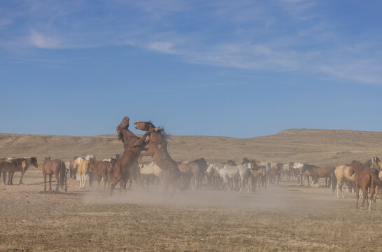 Wild Horses in Springtime in the Utah Desert