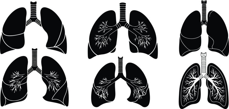Simple illustration of human lungs showing bronchial tree and lobes.Human lungs showing bronchial tree and lobes vector illustration
