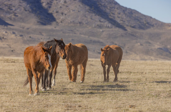 Wild Horses in Springtime in the Utah Desert