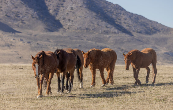Wild Horses in Springtime in the Utah Desert