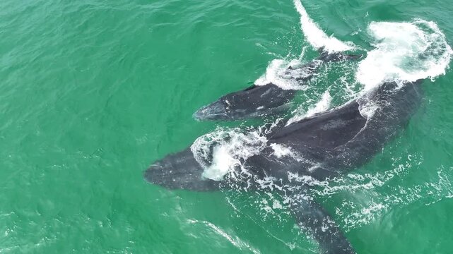 Humpback Whale Mom and Baby and Male Escort playing - closeup 4K Drone Footage