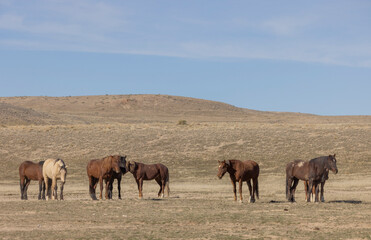 Fototapeta premium Wild Horses in Springtime in the Utah Desert