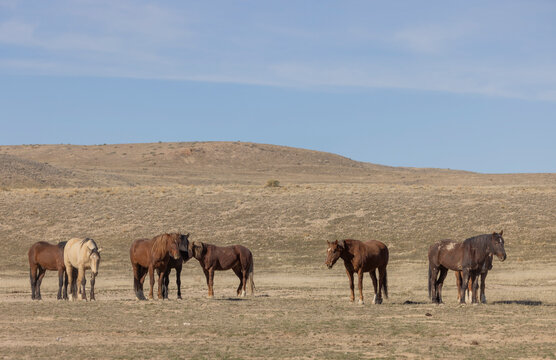 Wild Horses in Springtime in the Utah Desert