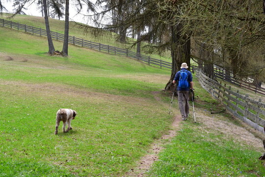 Mann und sein Lagotto Romagnolo Hubd wandern am Salten in S&uuml;dtirol 