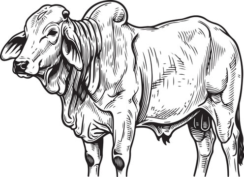 Brahmin cow, hand drawn simple sketch vector illustration