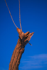 Fototapeta premium dead tree branch