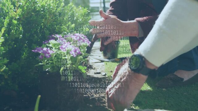 Senior couple gardening, removing potted purple plant, planting, binary digits appearing on hands