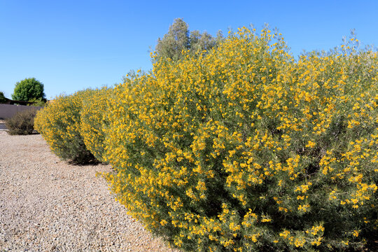 Close-up of a Senna artemisioides shrub, commonly known as Feathery Cassia or Silver Cassia, during Arizona  winter