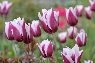 Fototapeta premium Purple and white tulipa, lily flowered tulip ‘spitsbergen’ in flower.