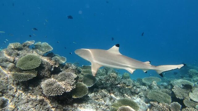 A blacktip shark is hunting along the reef in the Indian Ocean, Maldives. Scuba diver and coral reef