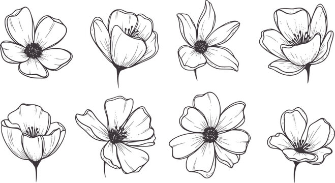 Eight delicate line floral with dark centers flower botanical outline