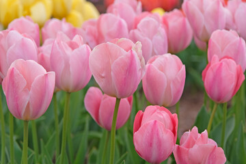 Obraz premium Pink tulipa, tulip ‘mystic van eijk’ in flower.