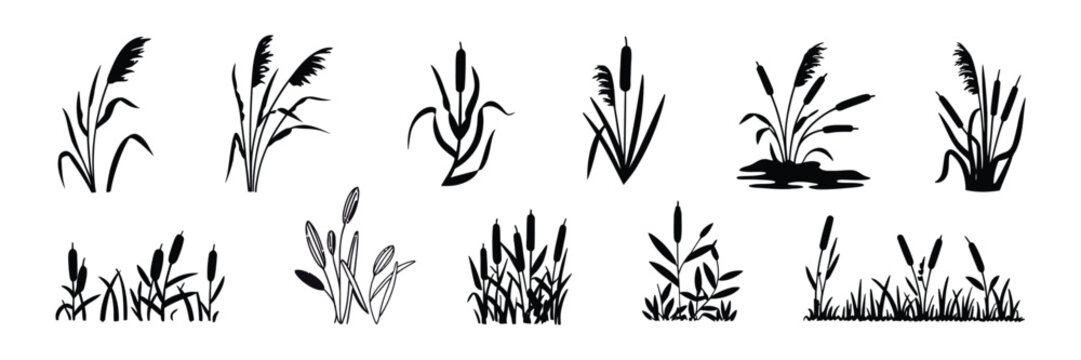 Cattail Icon Vector Set, Reeds Illustration Sign Collection, Swamp and Wetland Plant Symbols, Grass Logo Elements for Nature, Ecology and Landscape Design, Minimal Vector Illustration Pack