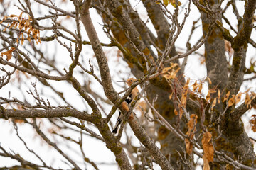 Common hoopoe (Upupa epops) photographed in Spain © AngelEnrique