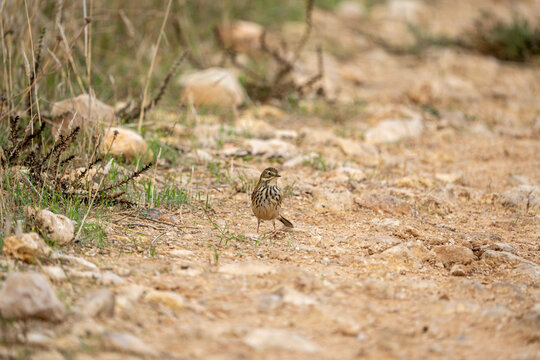 Tawny pipit (Anthus campestris) photographed in Spain