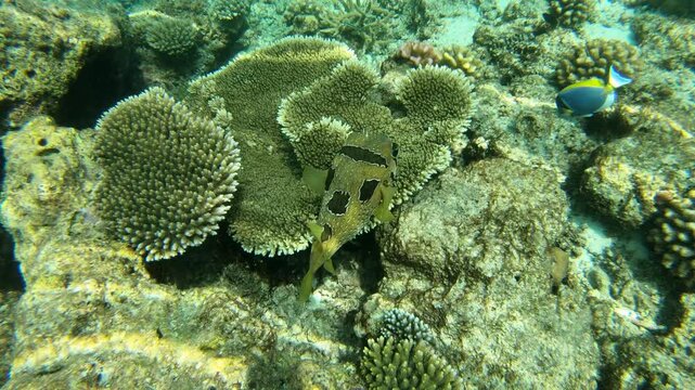 The black-blotched porcupinefish (Diodon liturosus), also known as shortspine porcupinefish, is a member of the family Diodontidae. It is swimming along the reef in the Indian Ocean, Maldives