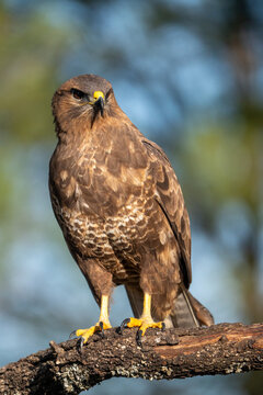 Common buzzard (Buteo buteo) photographed in Spain