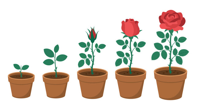 Rose plant growth stages in pots from seedling to blooming flower
