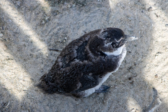 penguin molting