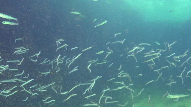 Large school of small fish Mediterranean sand eel (Gymnammodytes cicerelus)