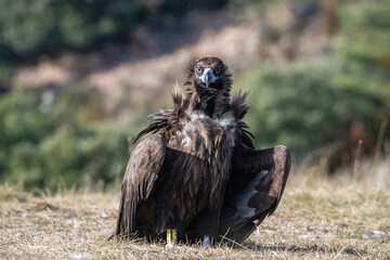 Fototapeta premium Black vulture (Aegypius monachus) photographed in Spain
