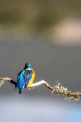 Obraz premium Common kingfisher (Alcedo atthis) photographed in Spain
