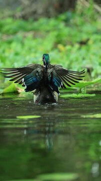 Stunning Male Wood Duck Bath Time Wing Stretch Flap 