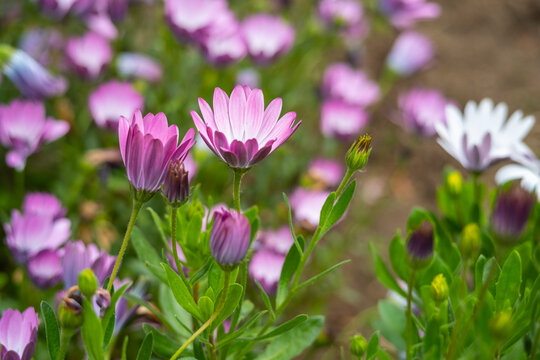 Dimorphotheca ecklonis or osteospermum is a perennial perennial plant of African origin, also known as African daisy or Cape marigold