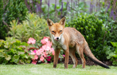 Fototapeta premium Wild young red fox standing on green grass in a garden surrounded by vibrant flowers