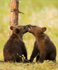 Two brown bear cubs nuzzling together in the Finnish wilderness. © giedriius