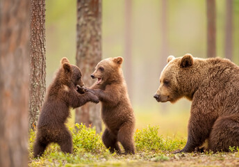 Brown bear cubs play-fighting under the watchful eye of their mother © giedriius