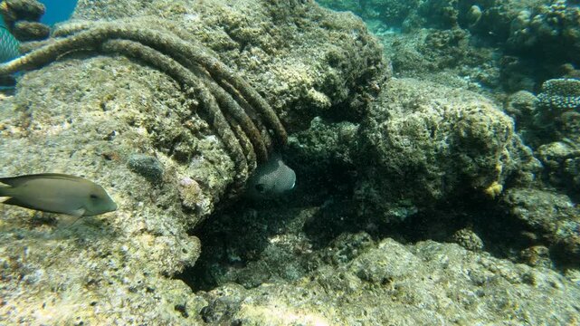 The spot-fin porcupinefish (Diodon hystrix) is swimming along the reef in the Indian Ocean, Maldives. It is also known as the spotted porcupinefish, black-spotted porcupinefish or simply porcupinefish
