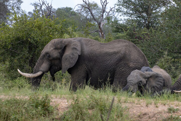 Fototapeta premium elephants in the wild
