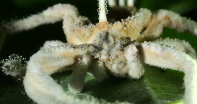 Cordyceps fungus parasitizing a spider. The fungus alters the behaviour of its host so it dies in a high place optimum for spore dispersal in order to infect more hosts.. In Napo province, Ecuador