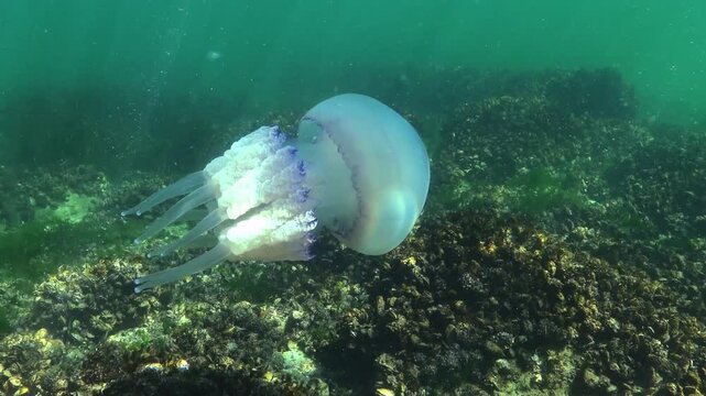 Rhizostome jellyfish Rhizostoma pulmo against a background of stones overgrown with mussels