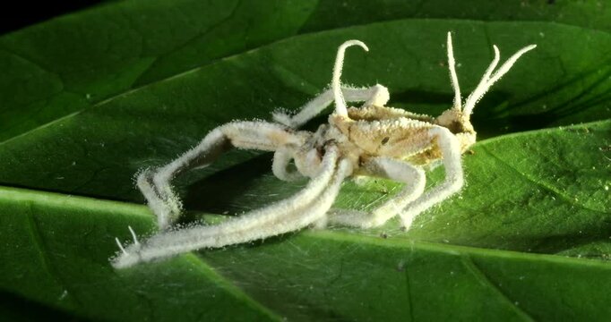 Cordyceps fungus parasitizing a spider. The fungus alters the behaviour of its host so it dies in a high place optimum for spore dispersal in order to infect more hosts.. In Napo province, Ecuador