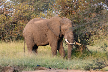 Fototapeta premium big elephant in the sun