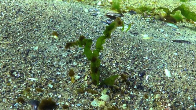 Green alga sea lettuce (Ulva, Enteromorpha) with epiphytic overgrowths of red algae growing on a sandy bottom