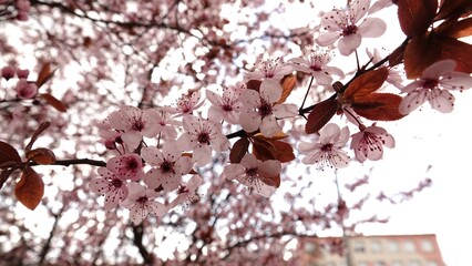 Subtelna symfonia wiosennego rozkwitu: różowe kwiaty wiśni w pełnej krasie, emanujące delikatnością i świeżością natury, uchwycone w miękkim świetle dnia, z artystycznie rozmytym tłem w ogrodzie. © tomo81