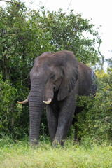 Fototapeta premium elephant in the south africa