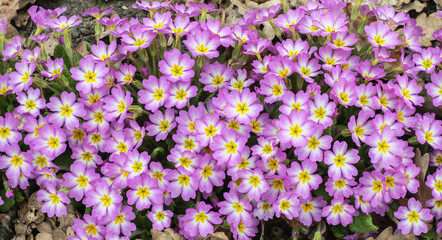 Fototapeta premium Lots of purple primrose flowers