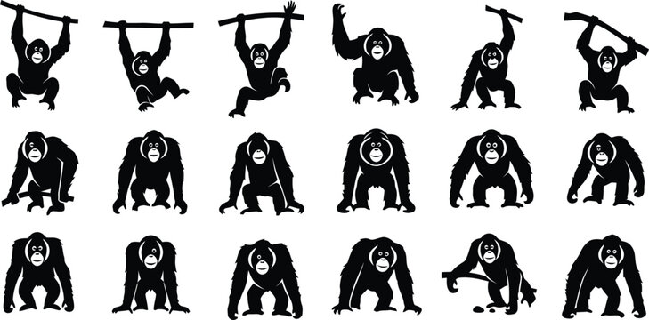 Vector graphic illustration featuring a collection of diverse orangutan silhouettes in various poses.