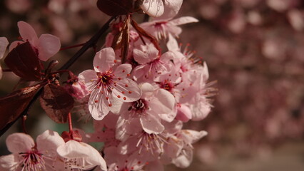 Subtelna symfonia wiosennego rozkwitu: różowe kwiaty wiśni w pełnej krasie, emanujące delikatnością i świeżością natury, uchwycone w miękkim świetle dnia, z artystycznie rozmytym tłem w ogrodzie. © tomo81