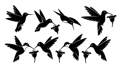 Fototapeta premium , Black and White Hummingbird Vector Set with Different Flying Poses Isolated Collection